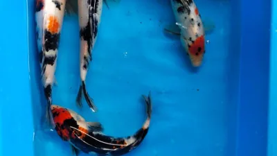 Cara Memilih Anakan Koi Showa Berkualitas Untuk Pemula