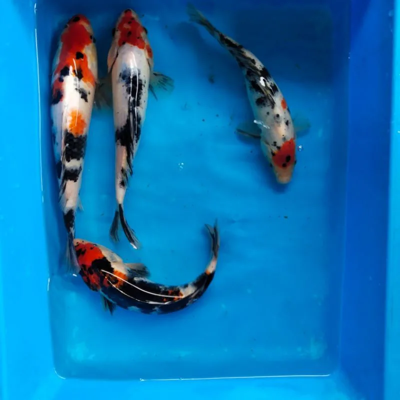 Cara Memilih Anakan Koi Showa Berkualitas Untuk Pemula