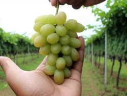 Cara Menanam Anggur Angelica Agar Cepat Berbuah