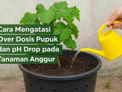 Cara Mengatasi Over Dosis Pupuk & PH Drop Pada Tanaman Anggur