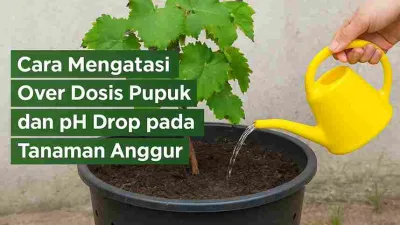 Tanaman anggur dalam pot sedang disiram menggunakan penyiram berwarna kuning untuk mengatasi overdosis pupuk dan pH tanah yang drop.