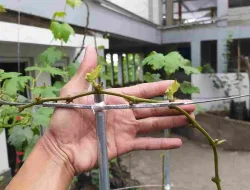 Cara Menyambung Anggur Dengan Teknik Sambung Susu