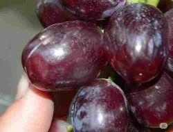 Cara Merawat Agar Anggur Everest Cepat Berbuah