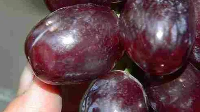 Buah anggur Everest berwarna merah keunguan dengan ukuran besar siap panen