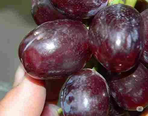 Buah anggur Everest berwarna merah keunguan dengan ukuran besar siap panen