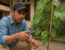 Cara Merawat Anggur Setelah Pangkas Pembuahan Yang Benar