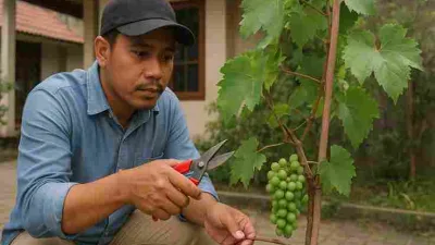 Seorang pria Indonesia sedang memangkas tanaman anggur di depan rumah dengan gunting kebun.