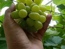 Cara Merawat Dan Membuahkan Anggur Arra 15
