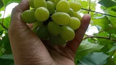Tangan memegang tandan anggur Arra 15 berwarna hijau yang tumbuh subur di kebun.