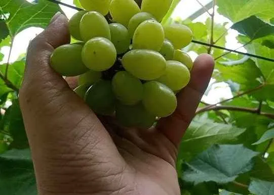 Tangan memegang tandan anggur Arra 15 berwarna hijau yang tumbuh subur di kebun.