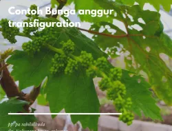 Cara Merawat Pohon Anggur Agar Tumbuh Subur Dan Cepat Berbuah