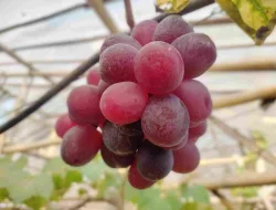 Cara Merawat Pohon Anggur Agar Berbuah Lebat