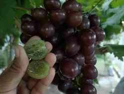 Cara Merawat Supaya Anggur Early Adora Berbuah Lebat
