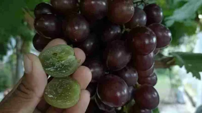 Buah anggur Early Adora ungu matang dengan tekstur daging buah segar, tampak belahan anggur hijau di tangan.