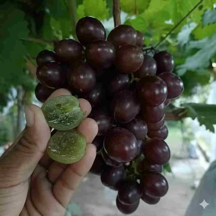 Buah anggur Early Adora ungu matang dengan tekstur daging buah segar, tampak belahan anggur hijau di tangan.