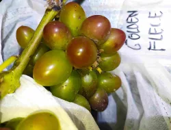 Cara Mudah Menanam Anggur Bagi Pemula Hingga Berbuah Lebat