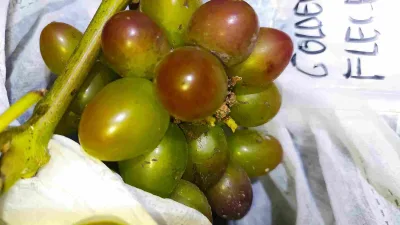 Cara Mudah Menanam Anggur Bagi Pemula Hingga Berbuah Lebat