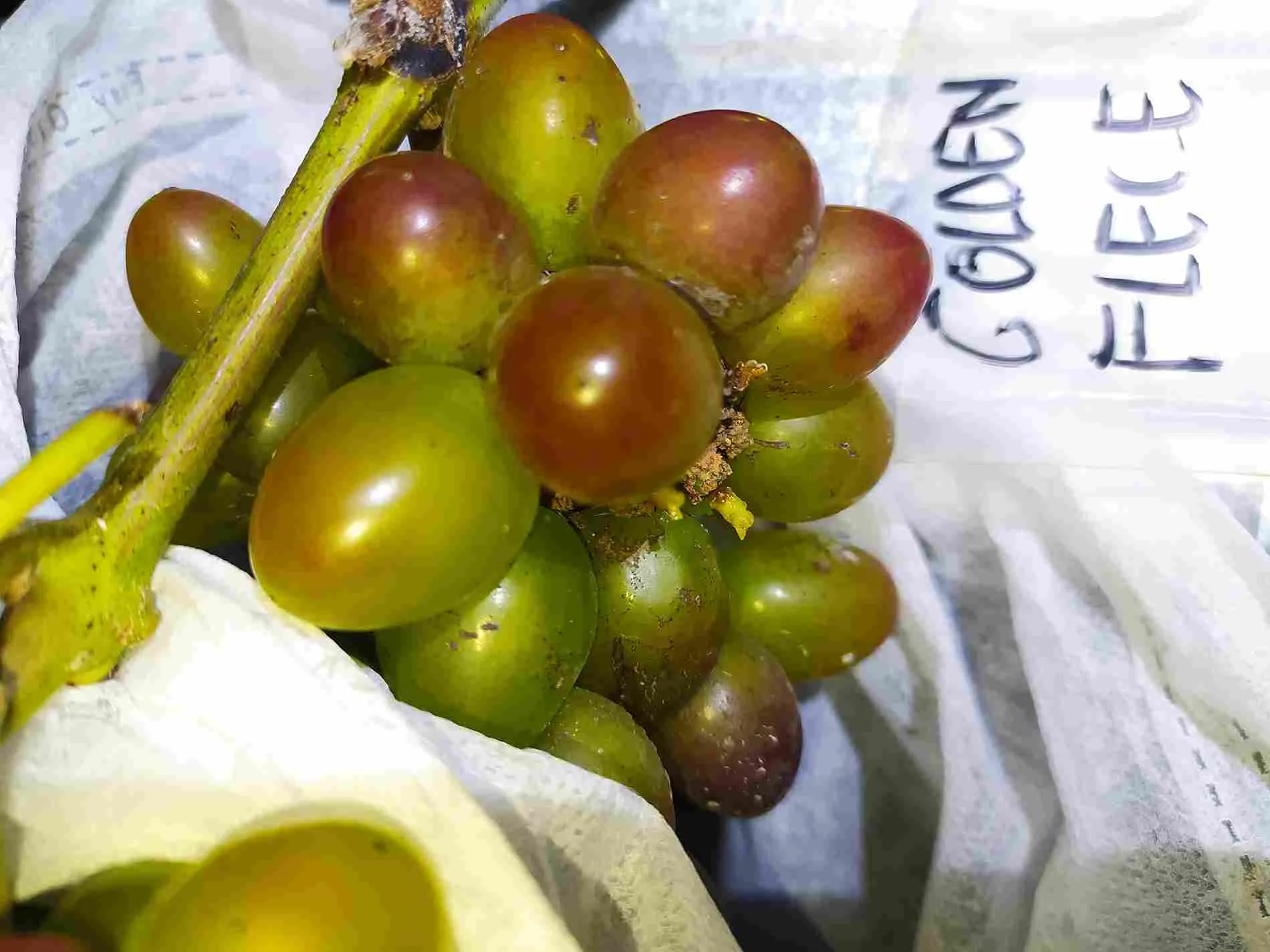 Cara Mudah Menanam Anggur Bagi Pemula Hingga Berbuah Lebat