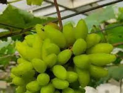 Cara Mudah Merawat Anggur Banana Dari Awal Tanam Sampai Berbuah Lebat