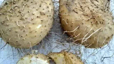 Gadung (Dioscorea hispida) Umbi Liar Yang Harus Bijak Dikelola