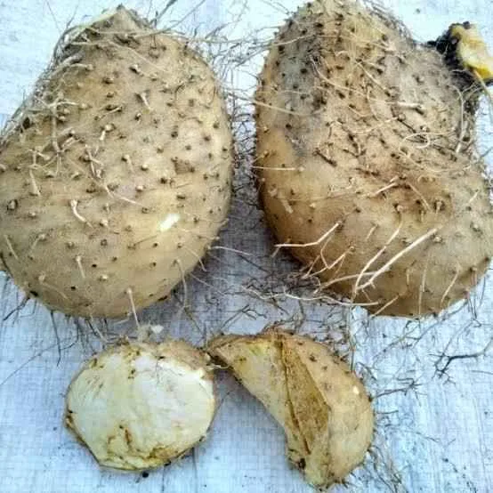 Gadung (Dioscorea hispida) Umbi Liar Yang Harus Bijak Dikelola