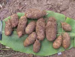 Gembili (Dioscorea esculenta) Umbi Liar Kaya Gizi Dan Sejarah Nusantara