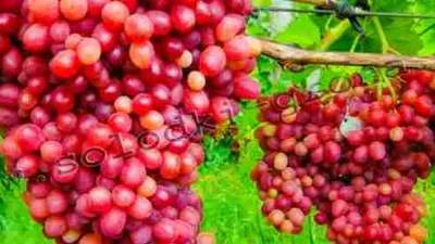 Jenis Anggur Velez Ciri, Kelebihan, Dan Kekurangannya