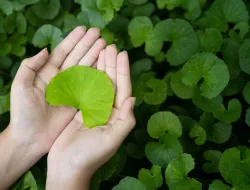 Khasiat Pegagan: Herbal Alami Untuk Otak Dan Kesehatan