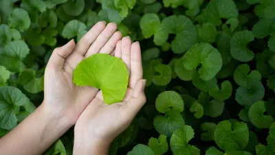 Daun pegagan hijau segar berbentuk kipas di atas telapak tangan dengan latar tanaman pegagan yang tumbuh subur.