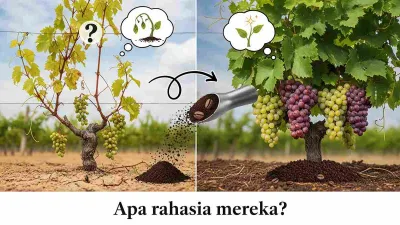 Manfaat Ampas Kopi Untuk Tanaman Anggur Dan Lainnya
