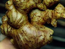 Mengenal Jahe Gajah (Zingiber Officinale Var. Maximus)