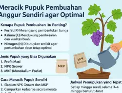 Meracik Pupuk Pembuahan Anggur Sendiri Agar Optimal