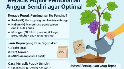 Infografis cara meracik pupuk pembuahan anggur sendiri dengan NPK Grower dan MKP untuk hasil buah lebih optimal.