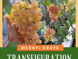 Panduan Lengkap Pembuahan Anggur Transfiguration Untuk Pemula