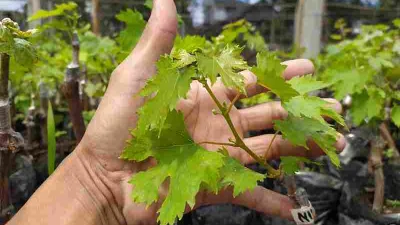 Panduan Menanam Pohon Anggur Di Rumah Cocok Untuk Pemula
