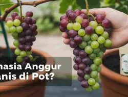 Panduan Pemupukan Anggur Fase Berbuah Untuk Tabulampot