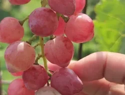 Pembuahan Anggur Import Basanti Dari Nol Sampai Panen