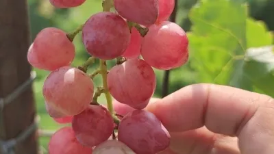 Pembuahan Anggur Import Basanti Dari Nol Sampai Panen