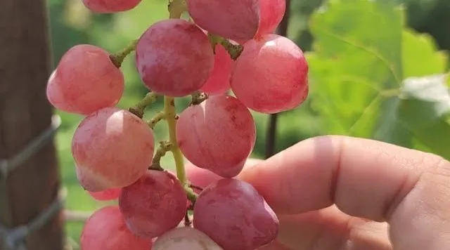 Pembuahan Anggur Import Basanti Dari Nol Sampai Panen