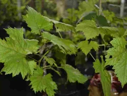 Penyebab Batang Anggur Tidak Besar & Cara Mengatasinya