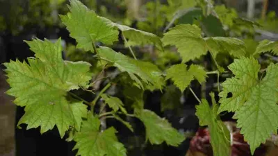 Penyebab Batang Anggur Tidak Besar & Cara Mengatasinya 