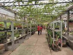 Penyebab Pohon Anggur Tidak Berbuah Dan Cara Mengatasinya