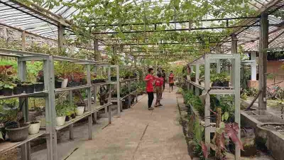 Penyebab Pohon Anggur Tidak Berbuah Dan Cara Mengatasinya