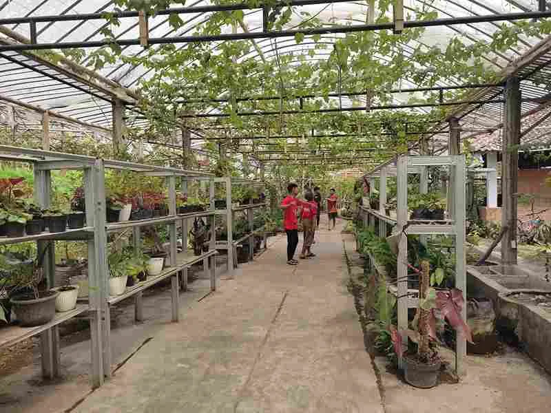 Penyebab Pohon Anggur Tidak Berbuah Dan Cara Mengatasinya