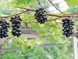 Perbedaan Anggur Akademik Rootstock Alfonso vs Isabella: Mana Yang Lebih Unggul?