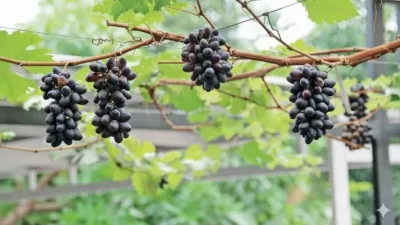Anggur Akademik hasil pemangkasan dengan rootstock Alfonso menghasilkan buah lebat dan subur di kebun