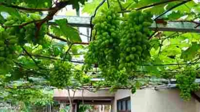 Rahasia PP/PA Sabilulhuda! Anggur Akademik Berbuah Lebat