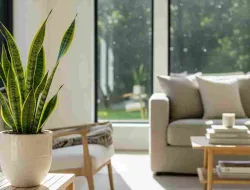 SANSEVIERIA! Lidah Mertua Yang Membuat Nyaman