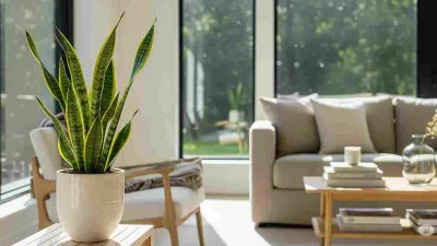 SANSEVIERIA! Lidah Mertua Yang Membuat Nyaman