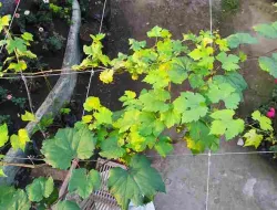 Syarat Mutlak Agar Tanaman Anggur Berbuah Lebat & Tidak Zong